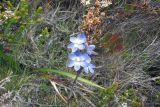 Thelymitra aristata. Верхушка цветущего растения. Австралия, штат Тасмания, заповедник \"Arthur-Pieman\". 28.12.2010.