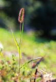 Setaria maximowiczii