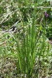 Carex aterrima