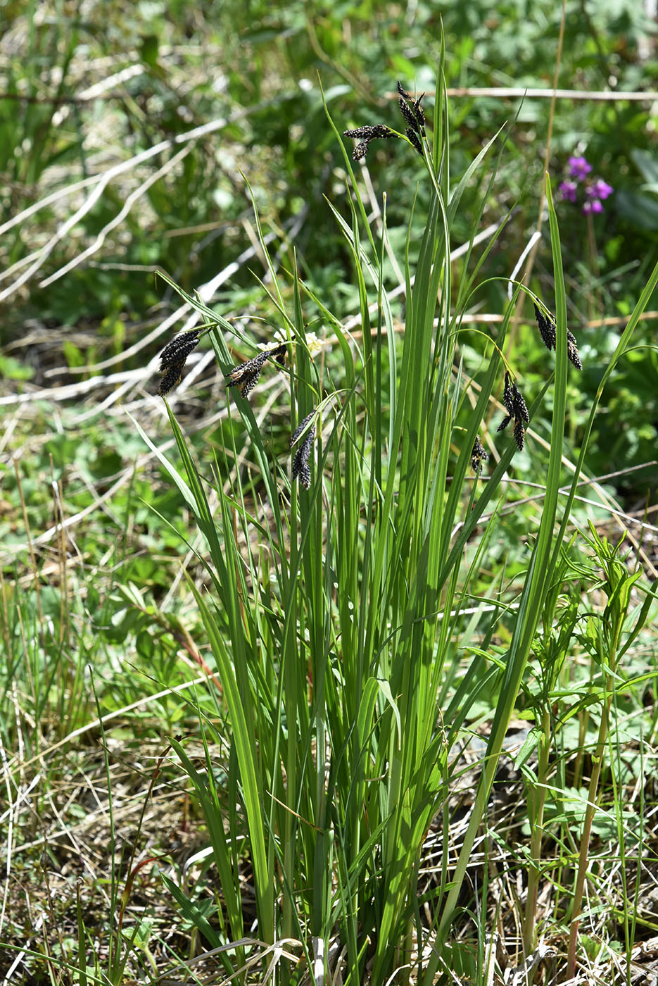 Image of Carex aterrima specimen.