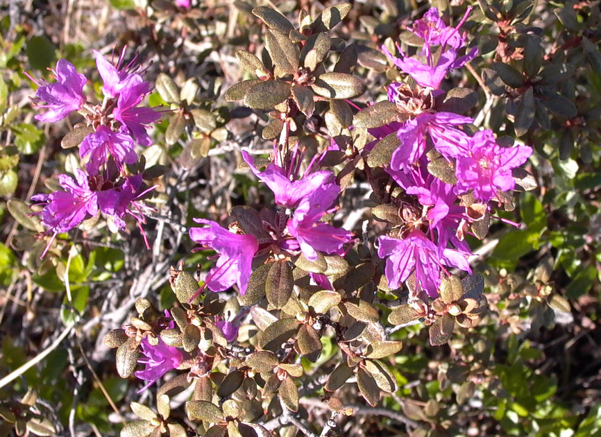 Image of Rhododendron parvifolium specimen.