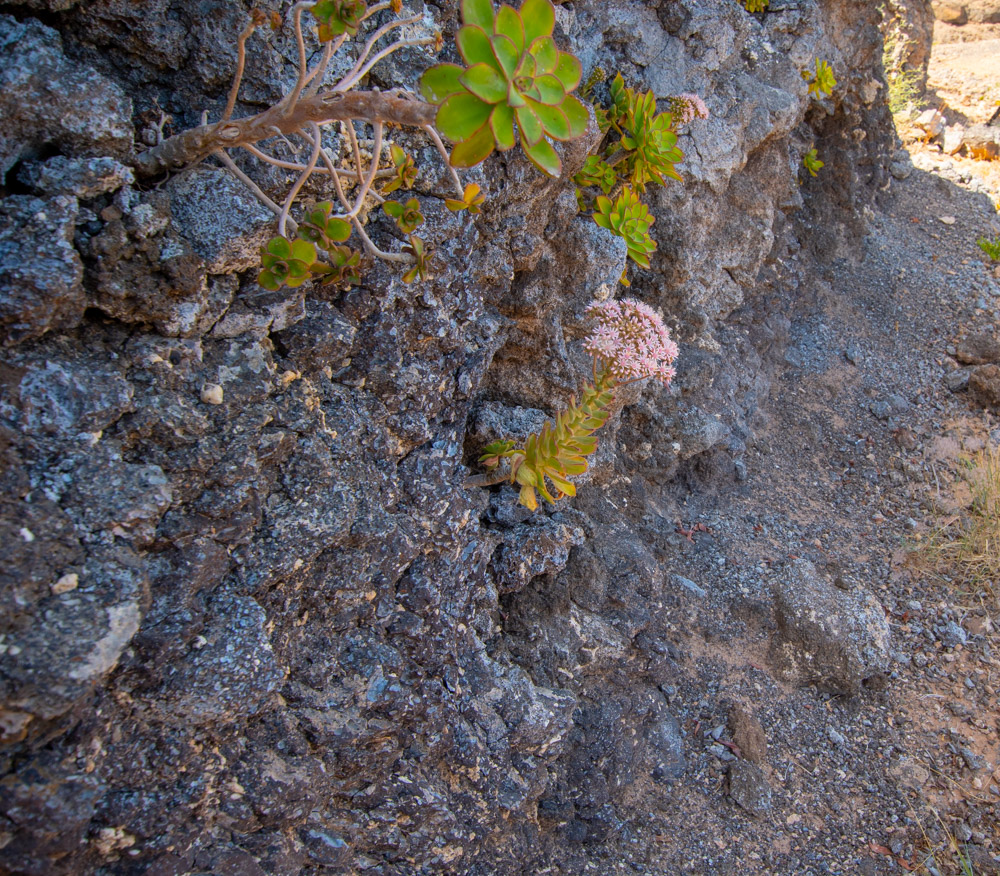 Image of Aeonium decorum specimen.