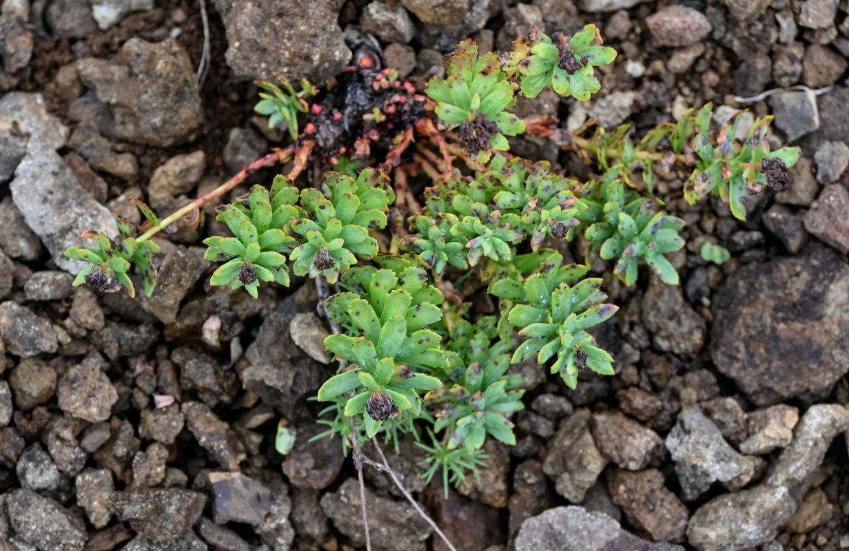 Изображение особи Rhodiola integrifolia.