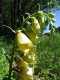 Digitalis grandiflora