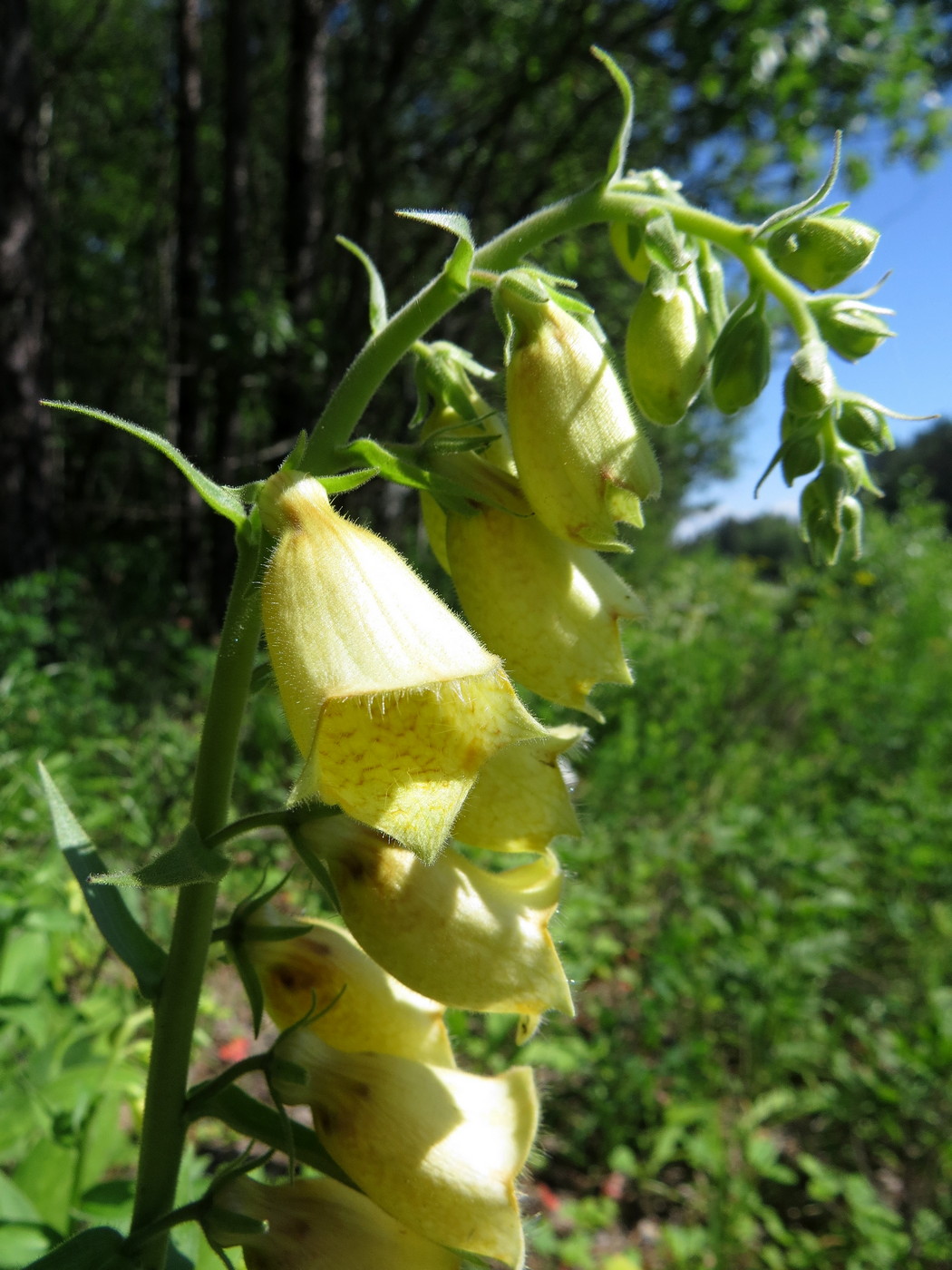 Image of Digitalis grandiflora specimen.