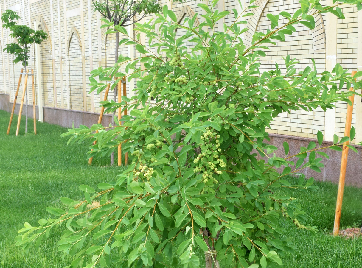 Image of genus Exochorda specimen.