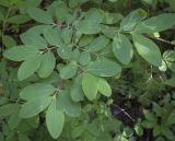 Lonicera edulis. Верхушка веточки. Ярославская обл., г. Переславль-Залесский, дендрологический парк им. С. Ф. Харитонова, в культуре. 12.06.2022.