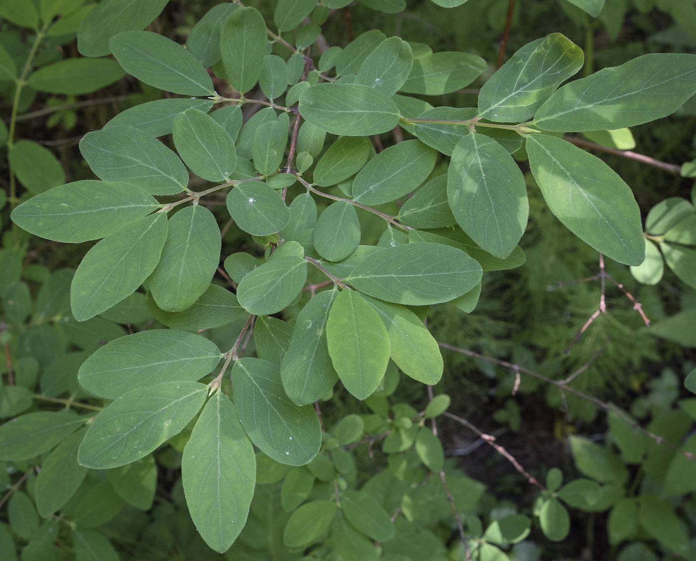 Изображение особи Lonicera edulis.