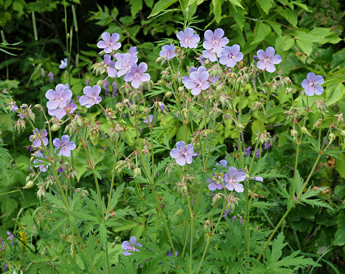 Изображение особи Geranium pratense.