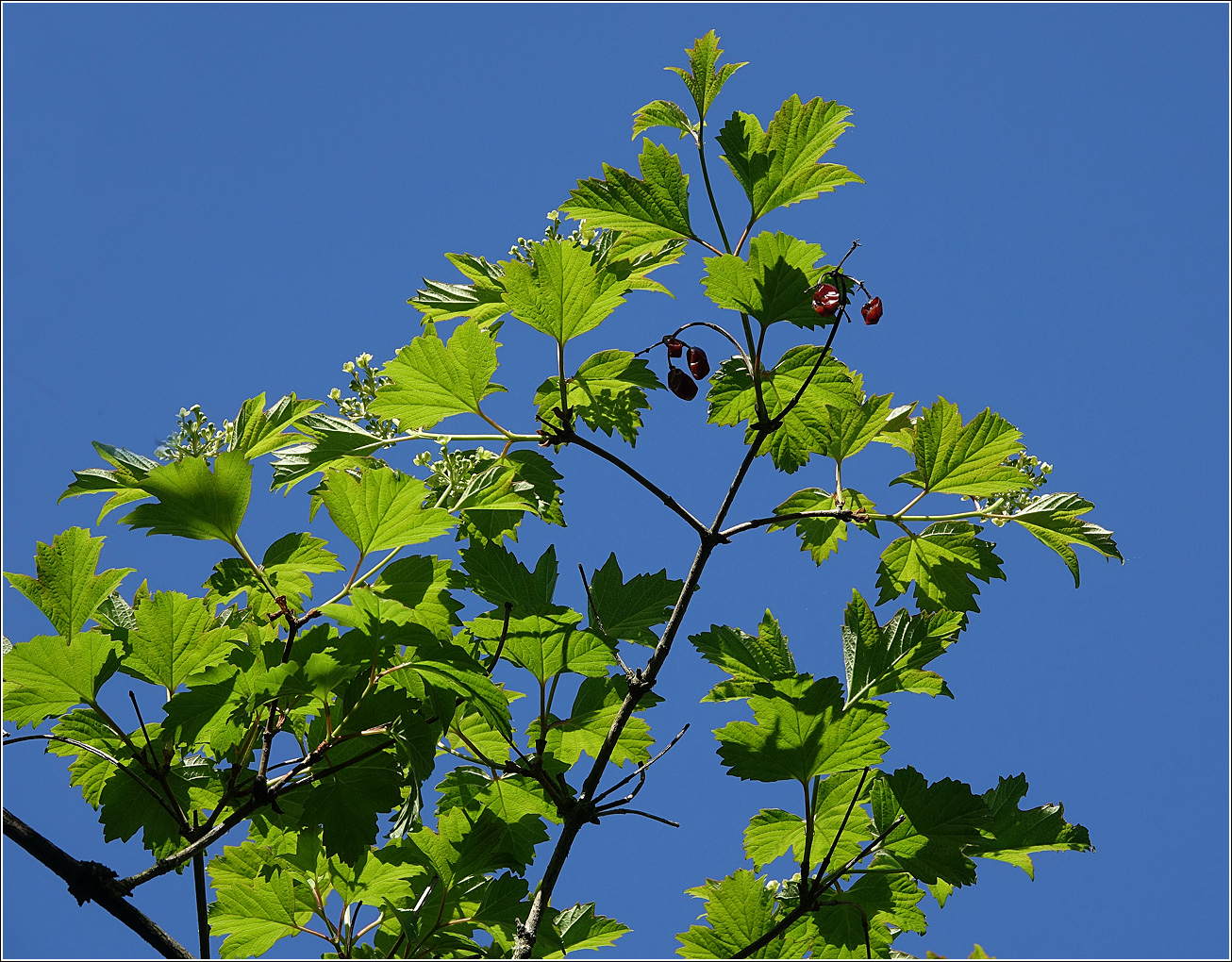 Image of Viburnum opulus specimen.