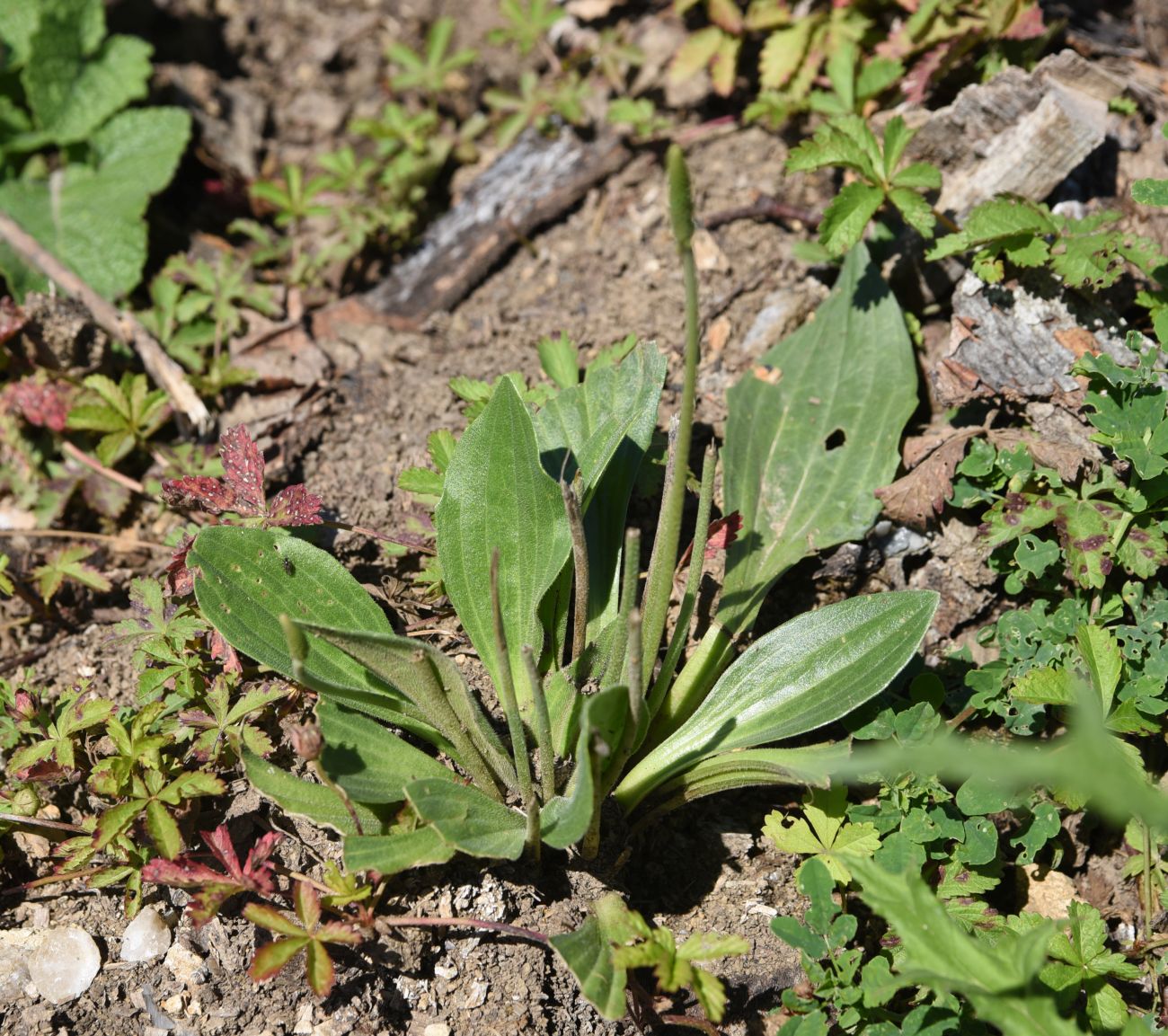 Изображение особи род Plantago.