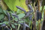 Baptisia australis. Соплодие. Москва, ГБС, экспозиция растений природной флоры России. 15.09.2022.