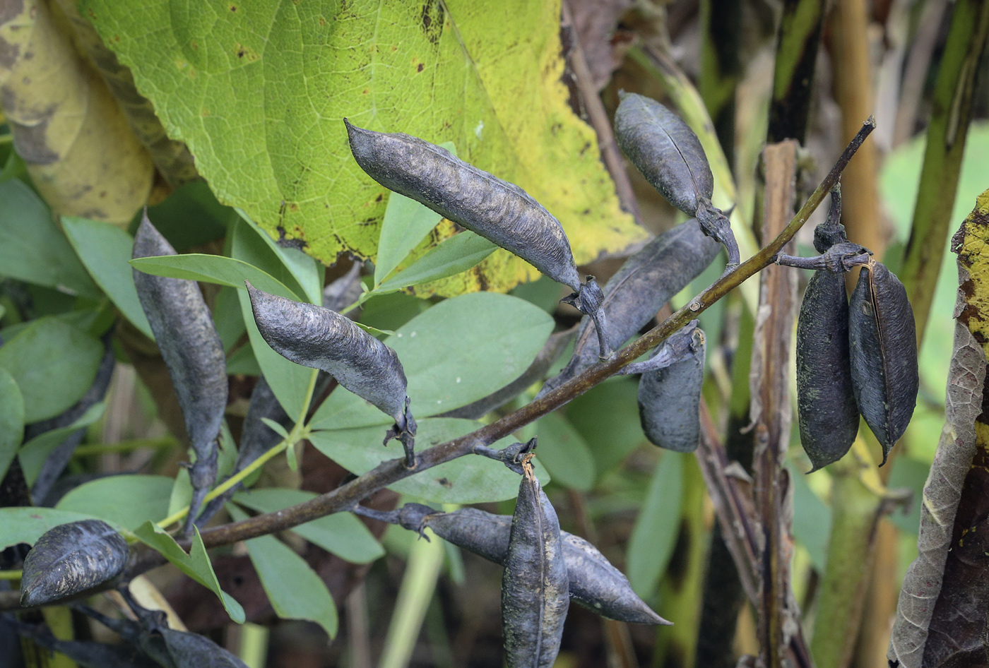 Image of Baptisia australis specimen.