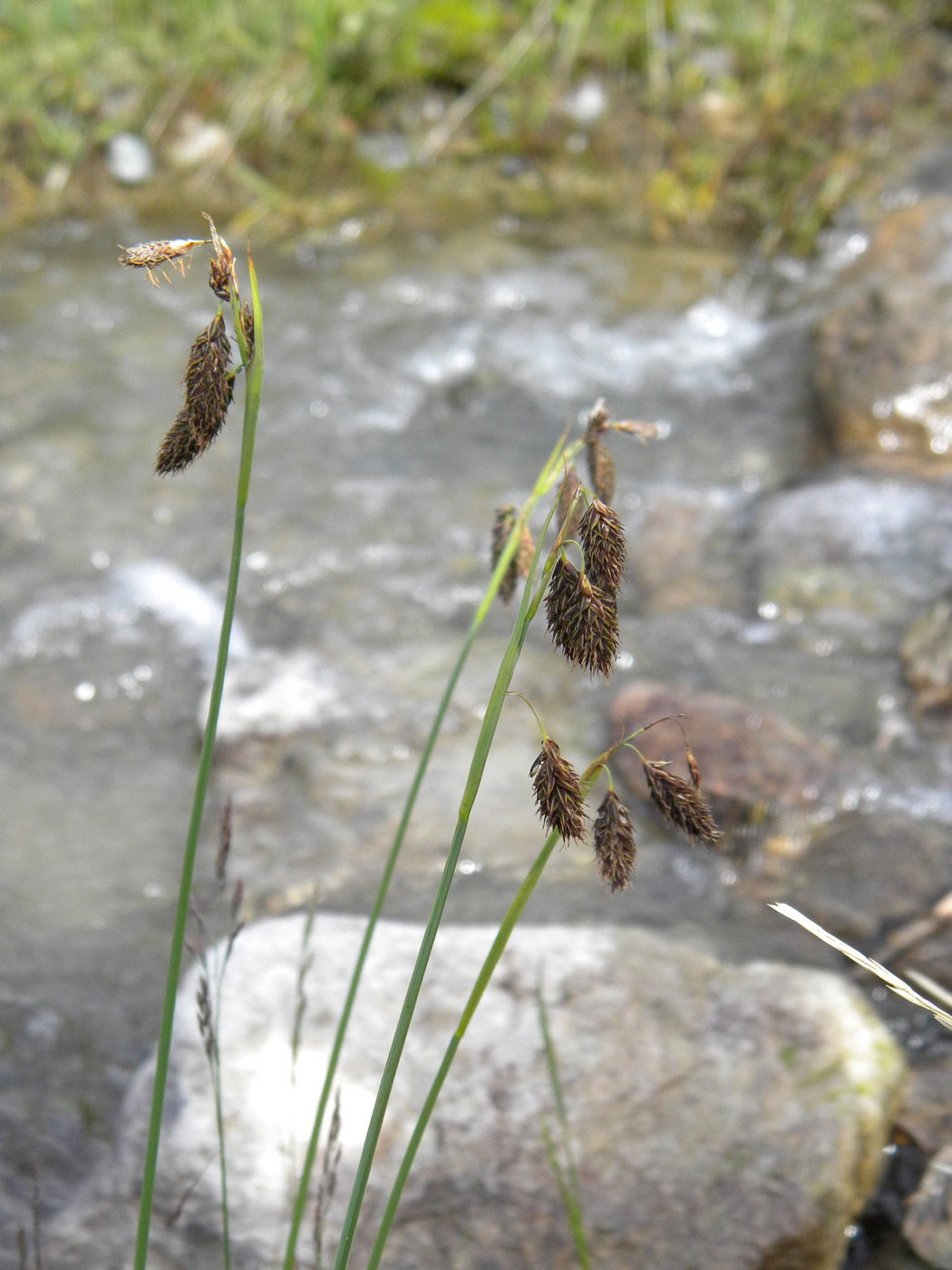 Image of Carex coriophora specimen.