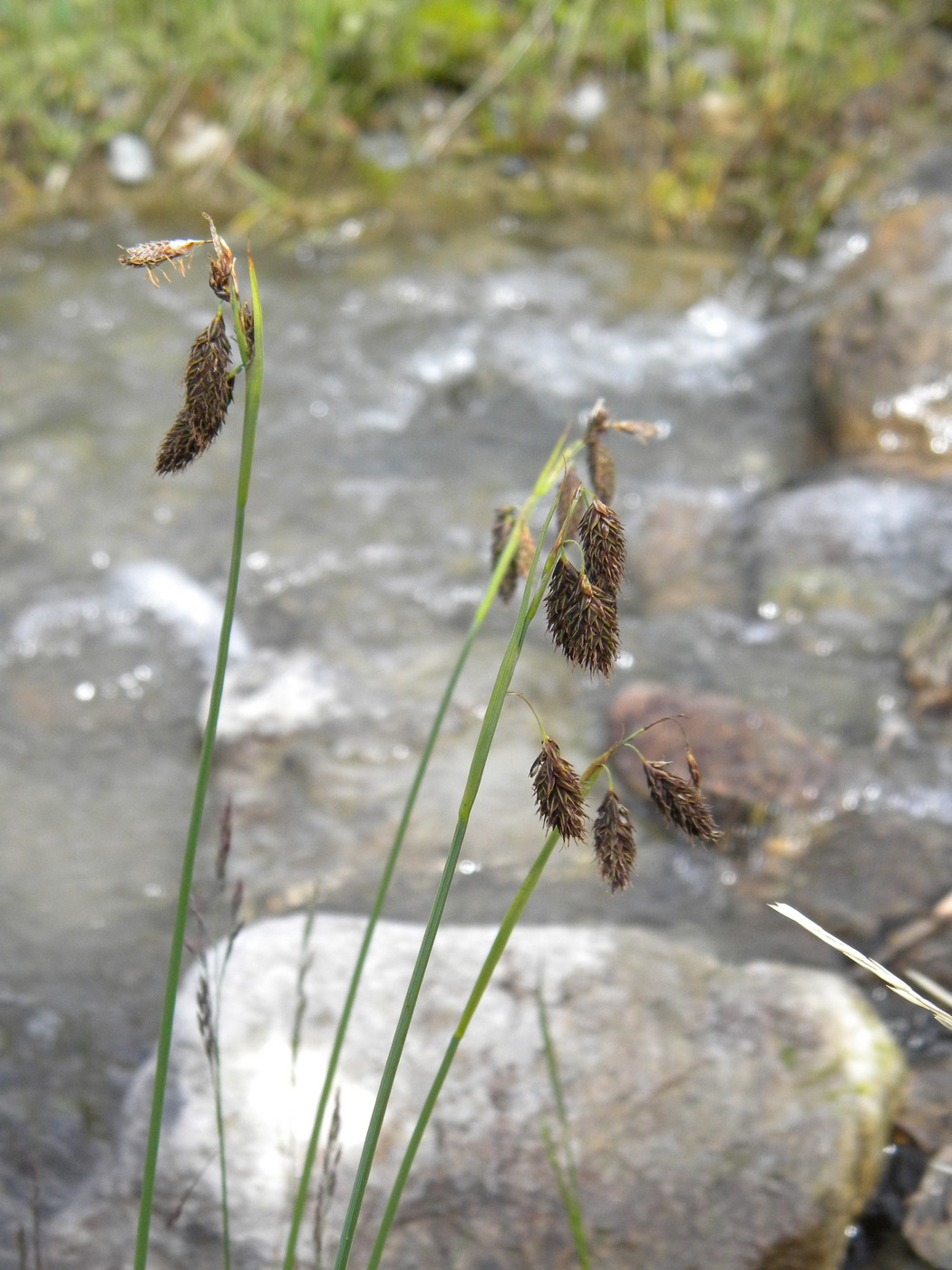 Изображение особи Carex coriophora.