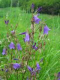 Campanula sibirica. Верхушки цветущих растений. ДНР, Донецк, балка Бирючья, правый склон, граница степи и луга. 14.06.2017.