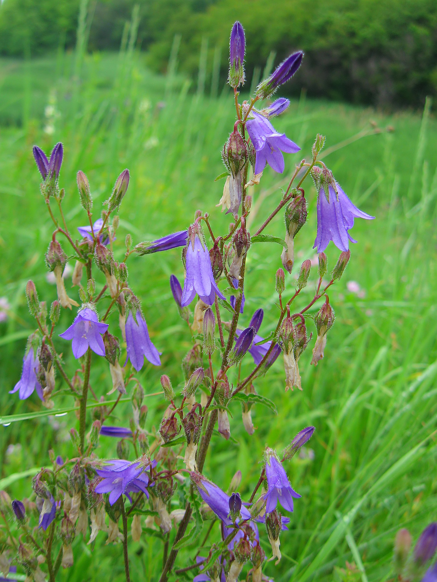 Изображение особи Campanula sibirica.