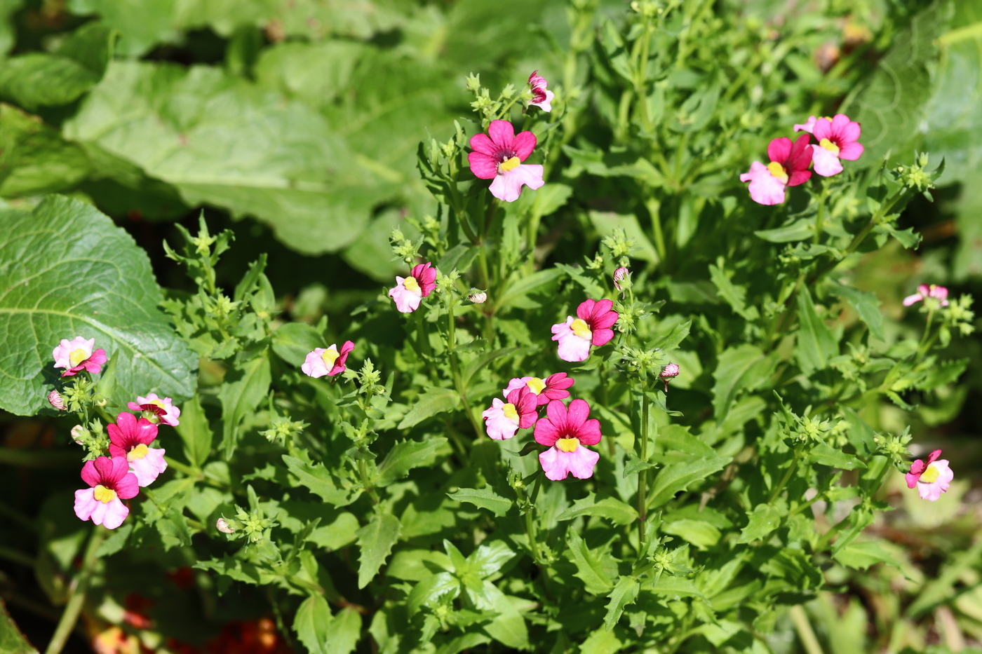 Image of Nemesia strumosa specimen.