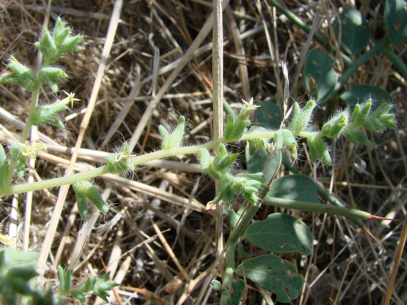 Image of Halocharis hispida specimen.