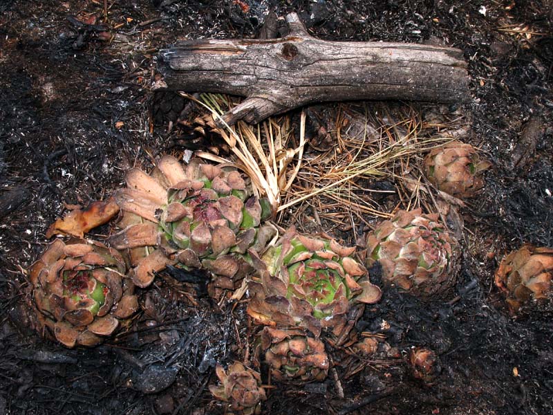 Image of Sempervivum ruthenicum specimen.