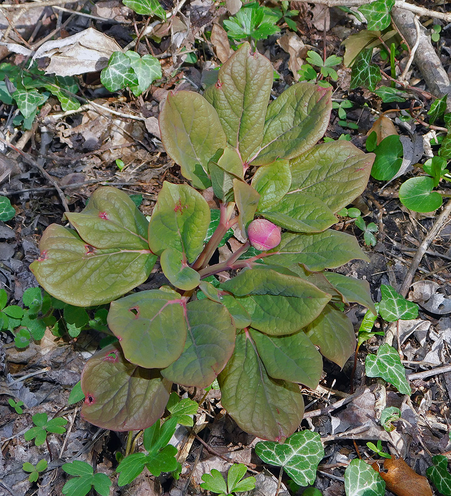 Image of Paeonia caucasica specimen.