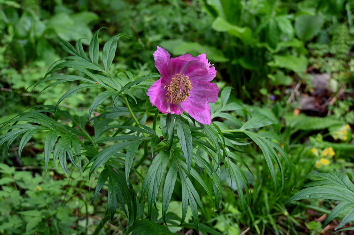 Изображение особи Paeonia anomala.