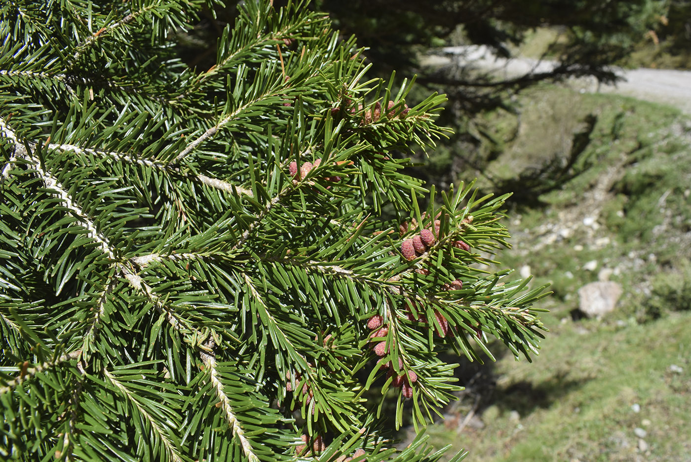 Изображение особи Abies alba.