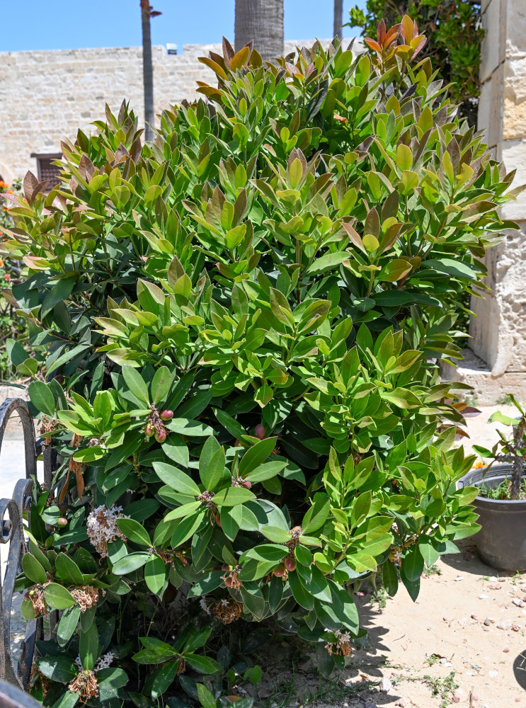 Image of Acokanthera oblongifolia specimen.