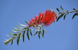 Callistemon citrinus. Верхушка ветви с соцветиями. Египет, мухафаза Александрия, г. Александрия, в культуре. 02.05.2023.