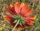 Gaillardia aristata