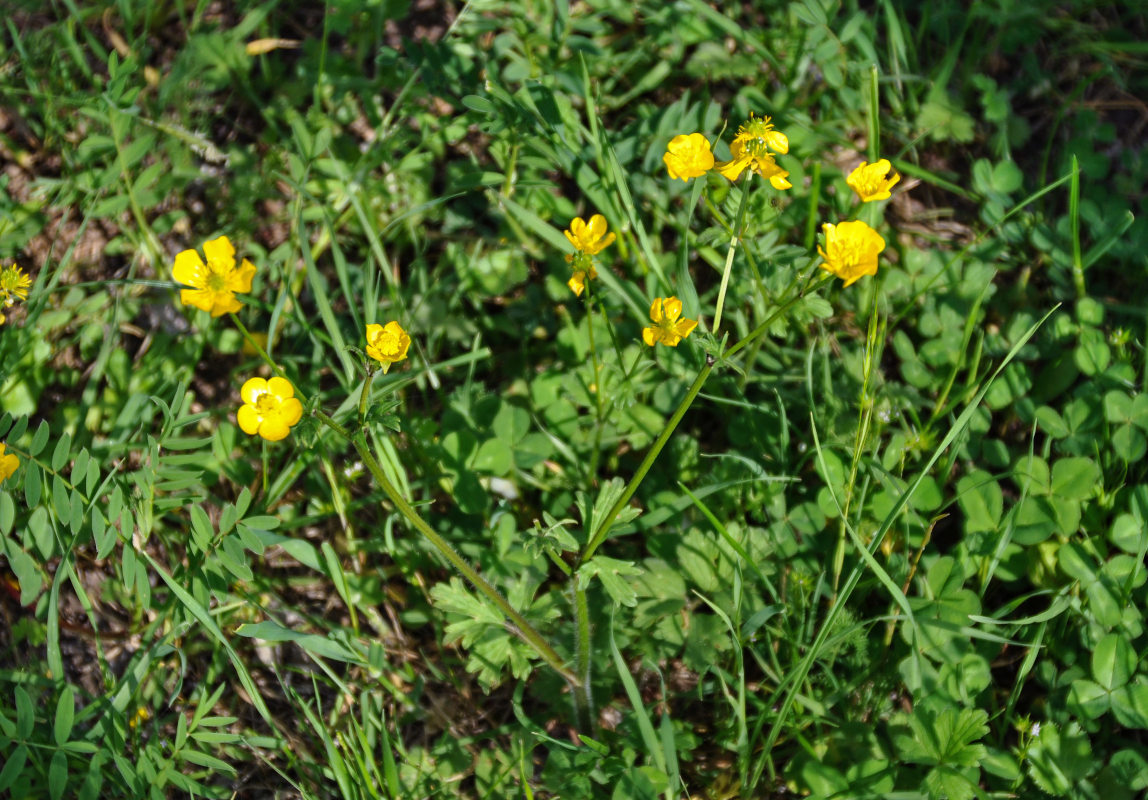 Image of Ranunculus grandiflorus specimen.