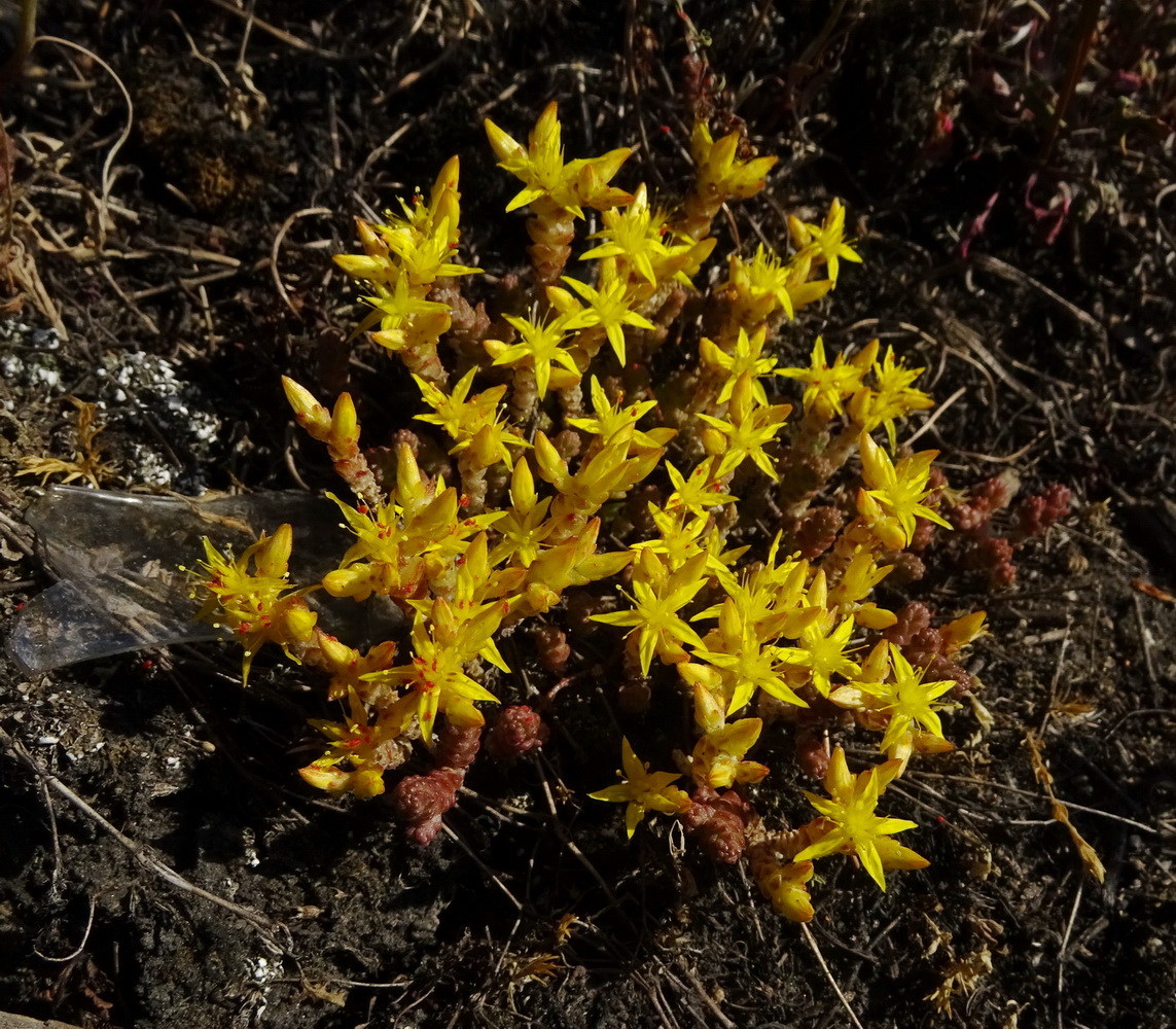 Изображение особи Sedum acre.