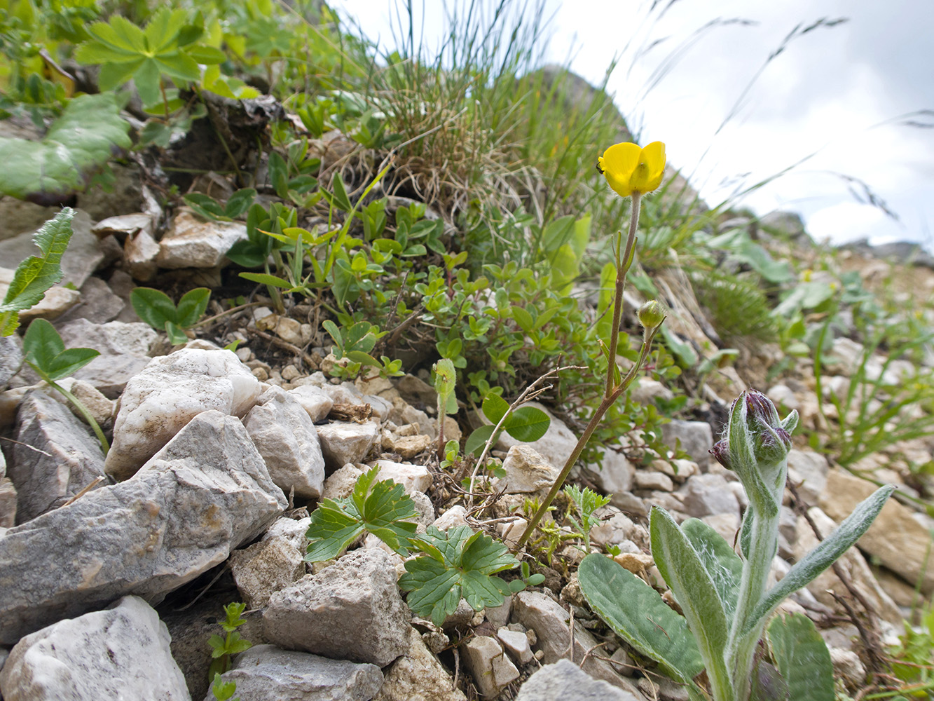 Изображение особи род Ranunculus.