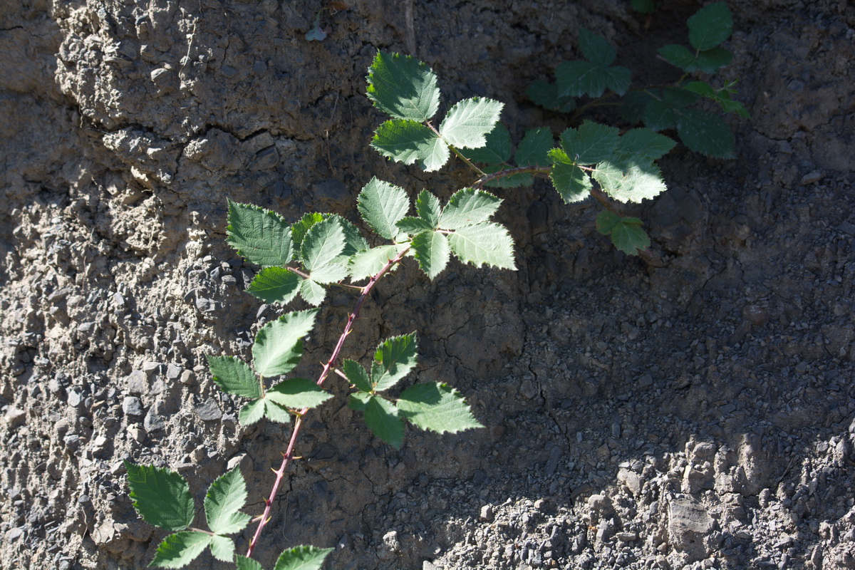 Изображение особи род Rubus.