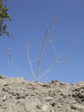 Cleome canescens. Плодоносящее растение. Крым, Карадагский заповедник, Тумановая балка, глинистые обнажения. 3 октября 2023 г.