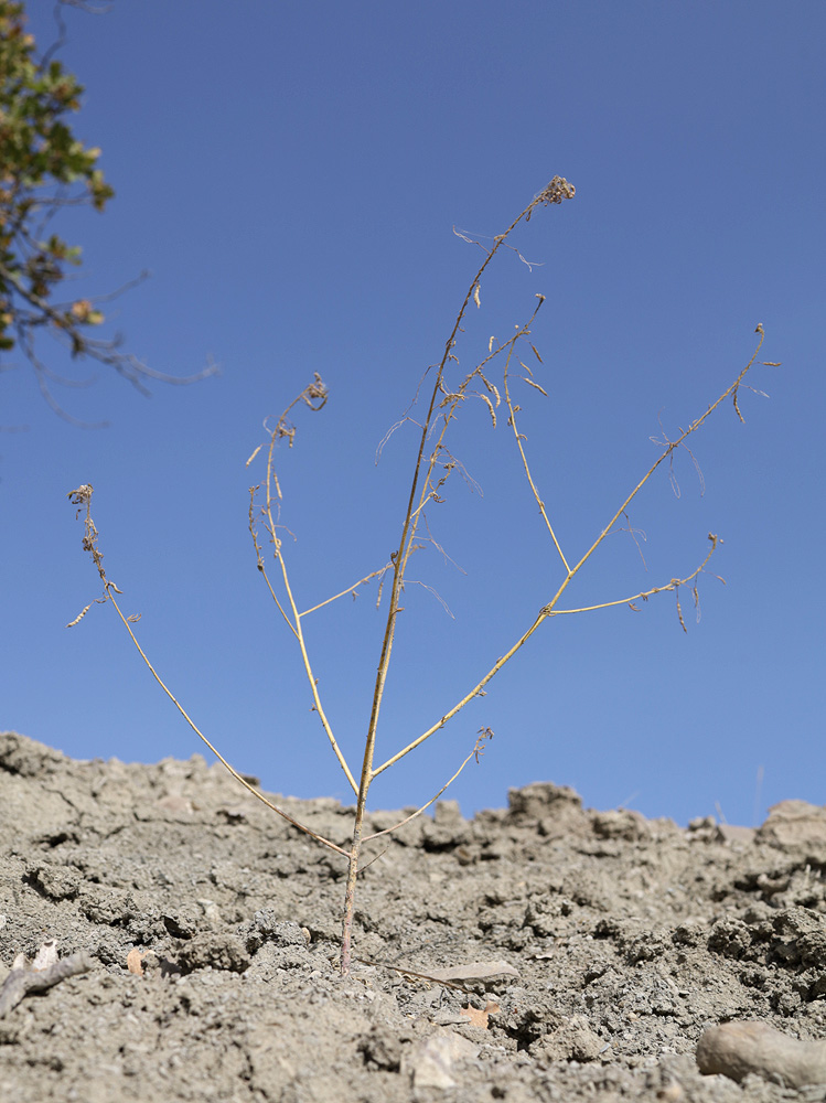 Image of Cleome canescens specimen.