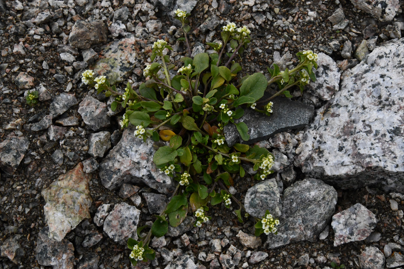 Изображение особи Taphrospermum altaicum.