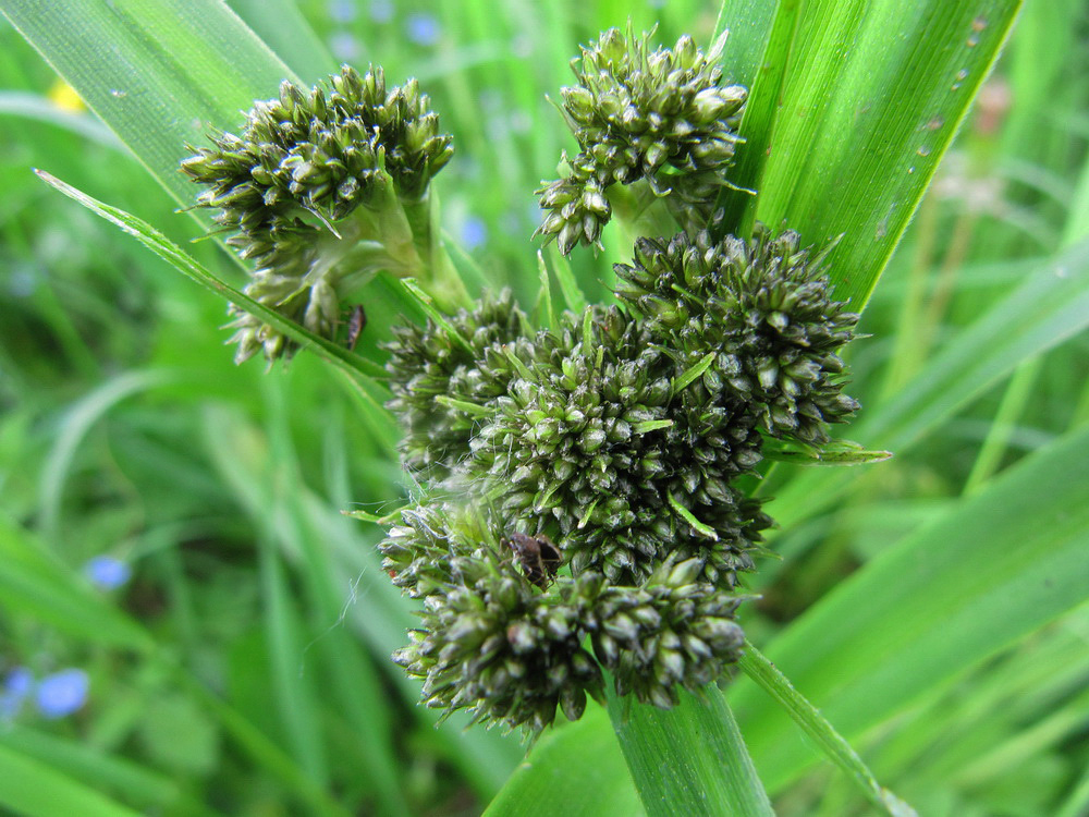 Image of Scirpus sylvaticus specimen.