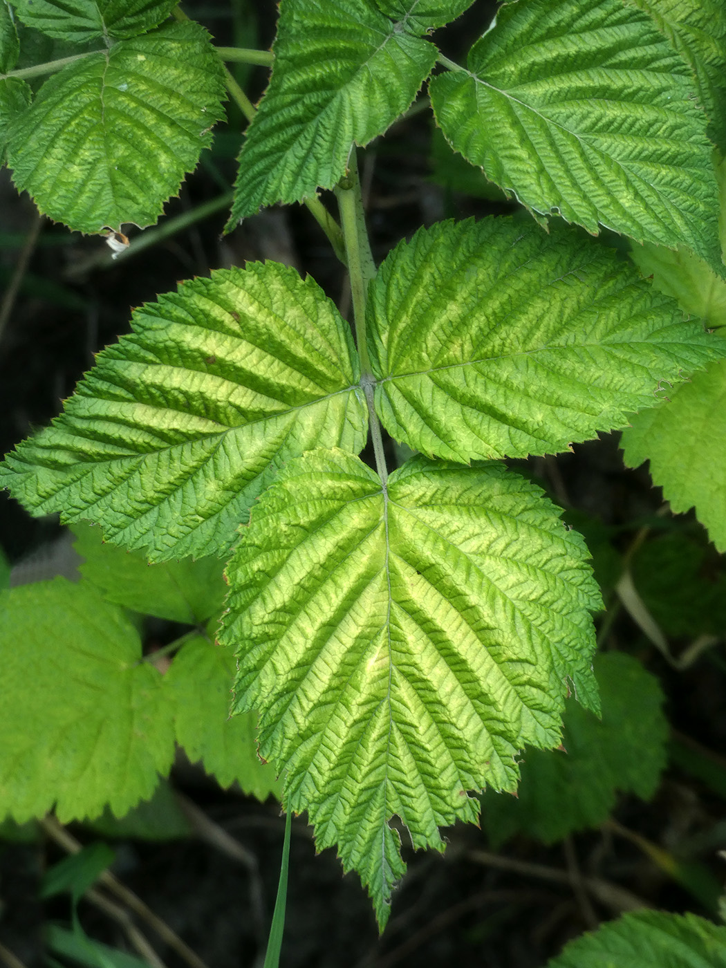 Image of Rubus idaeus specimen.