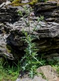 Cirsium polyacanthum. Цветущее растение. Киргизия, Джалал-Абадская обл., Западный Тянь-Шань, долина р. Афлатун, ≈ 1300 м н.у.м., у подножия скалы. 11.07.2022.
