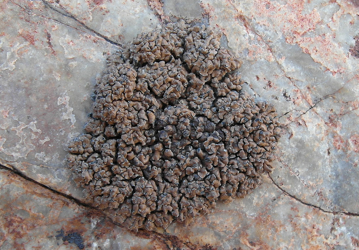 Image of Acarospora cervina specimen.