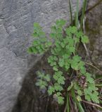 genus Thalictrum. Листья с сидящим щитником красноногим. Чечня, Шаройский р-н, бассейн р. Цесиахк, нижняя часть долины левого притока, на сланцевой скале. 11 августа 2023 г.