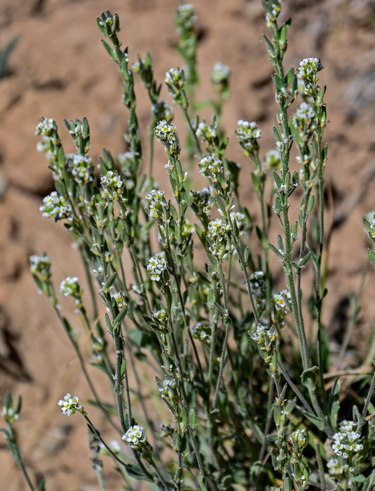 Изображение особи Draba cana.