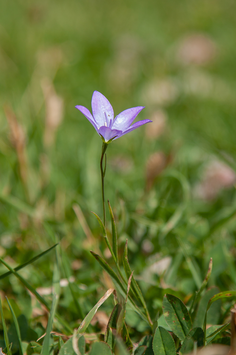 Image of Campanula stevenii specimen.