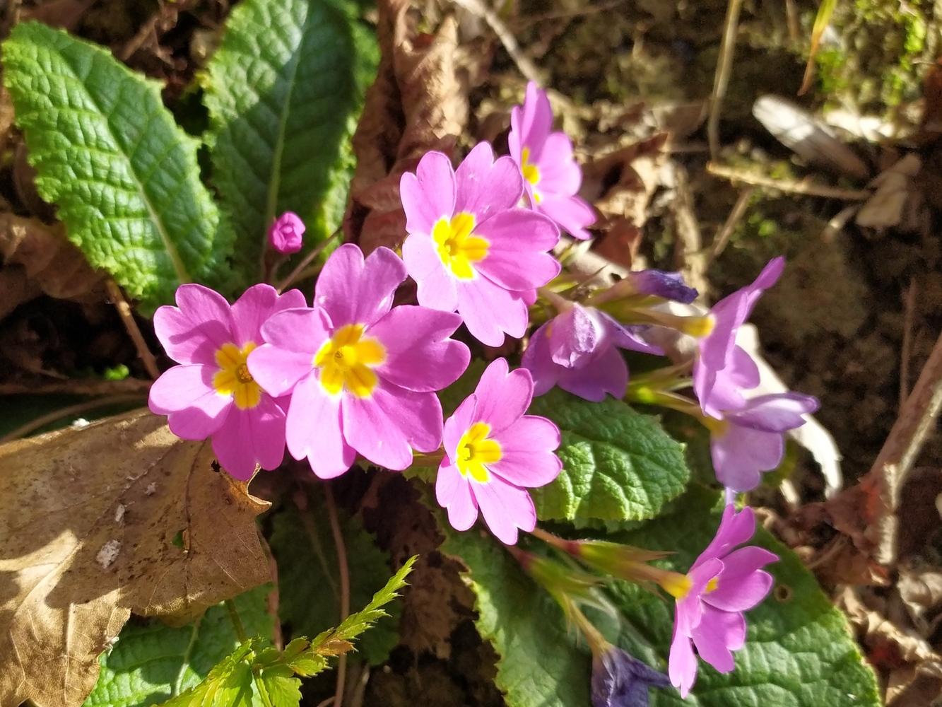 Image of Primula vulgaris specimen.