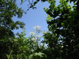 Heracleum asperum