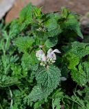 Lamium caucasicum