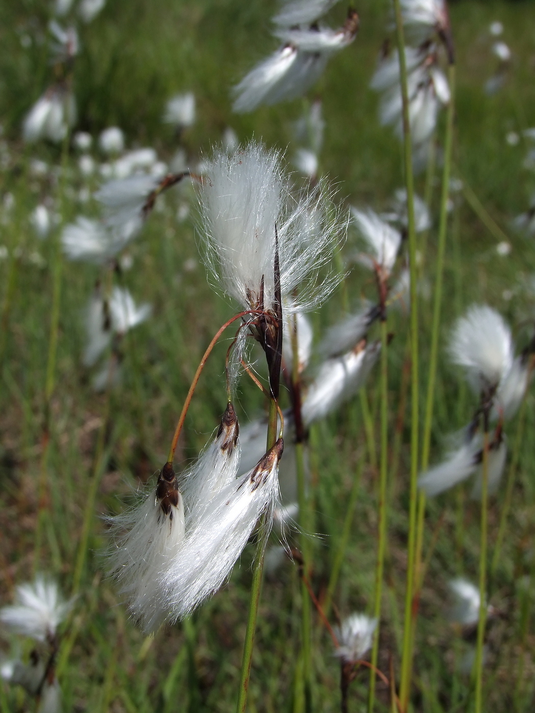 Изображение особи Eriophorum angustifolium.