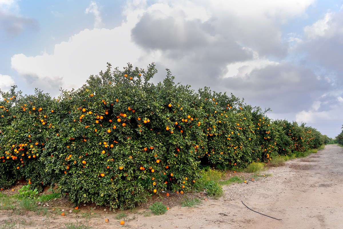 Image of Citrus sinensis specimen.