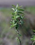 Elaeagnus angustifolia. Верхушка ветви. Дагестан, Магарамкентский р-н, окр. с. Приморский, песчаный пляж. 05.05.2022.